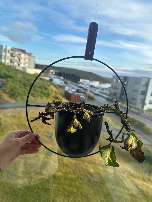 Hengi pottur lélegt mánagull í honum