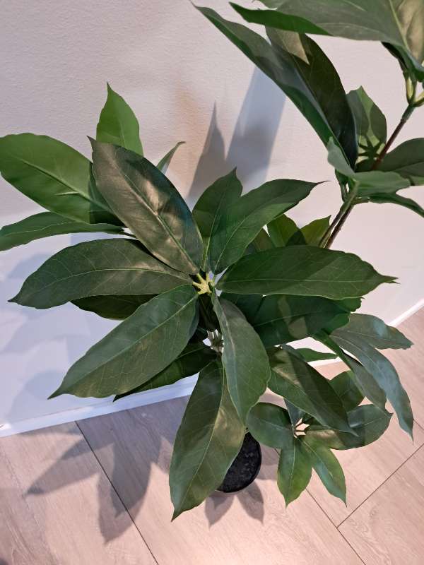Gerviplanta