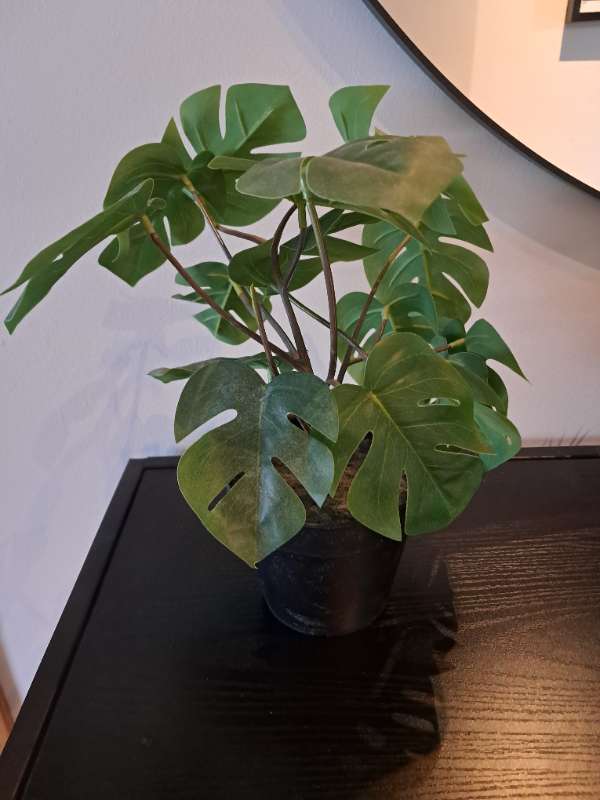 Gerviplanta