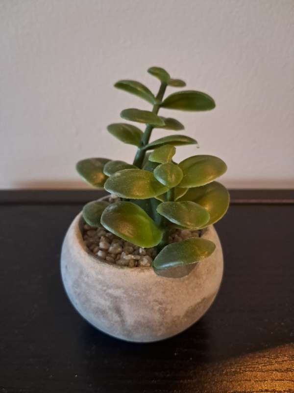 Gerviplanta