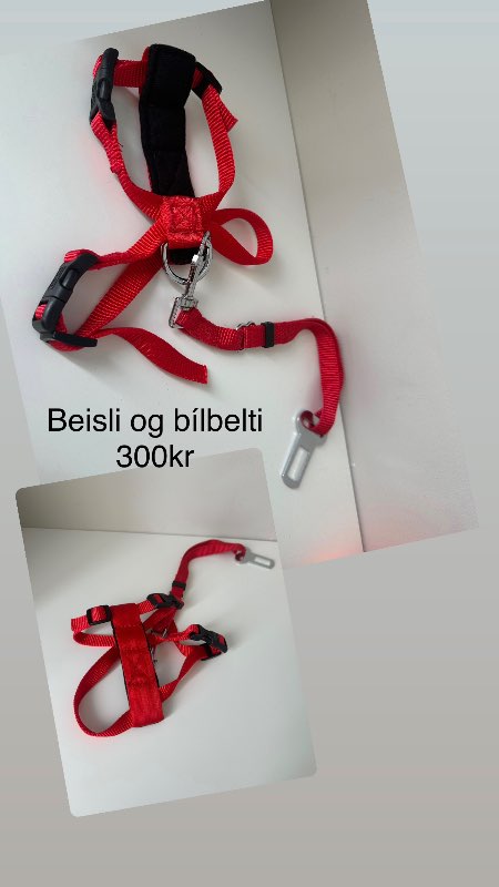 Rautt bílbelti og beisli