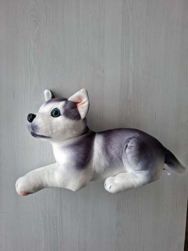 Bangsi - Husky